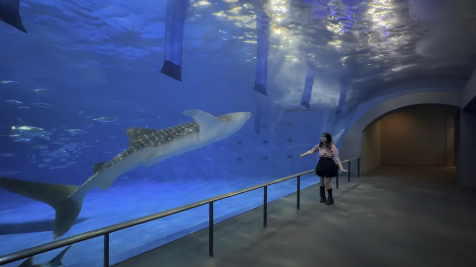 水族館 動画 01